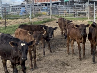 Weaned calves