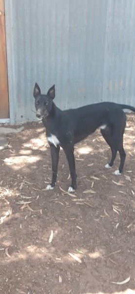 Staghound for sale or swap