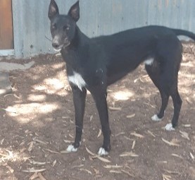 Staghound for sale or swap