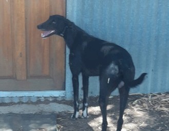 Staghound for sale or swap