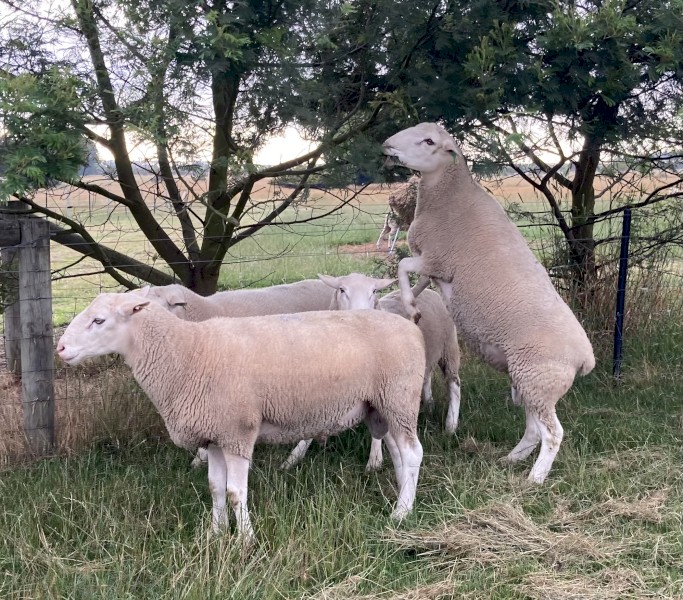 White Suffolk Rams 