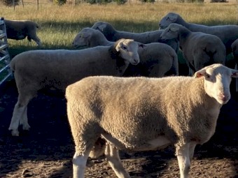 White Suffolk Rams 
