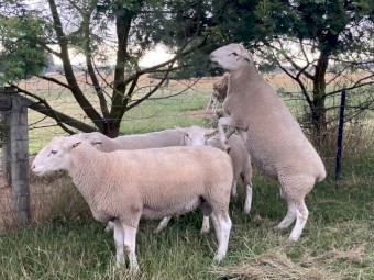 White Suffolk Rams 