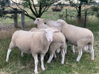 White Suffolk Rams 