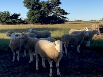 White Suffolk Rams 