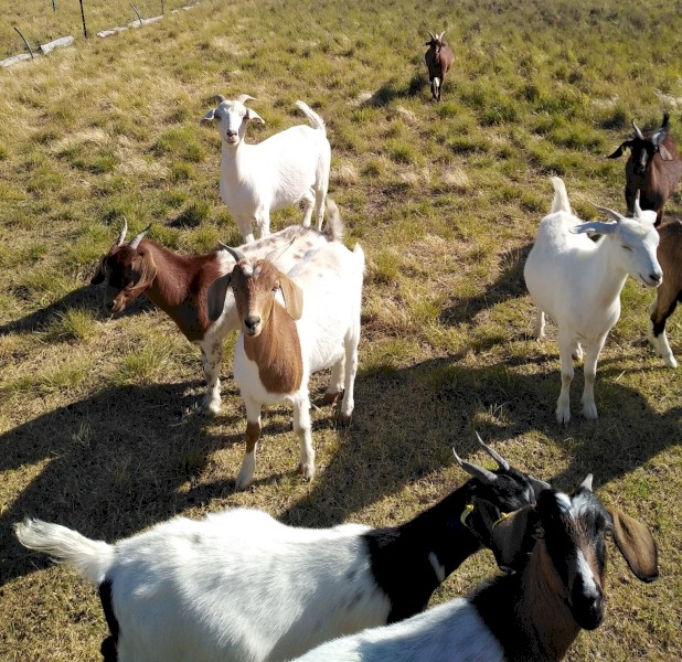 16 Boer Cross Does 8 months - 2.5 yrs 