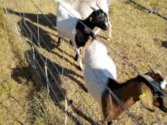 16 Boer Cross Does 8 months - 2.5 yrs 