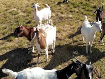 16 Boer Cross Does 8 months - 2.5 yrs 