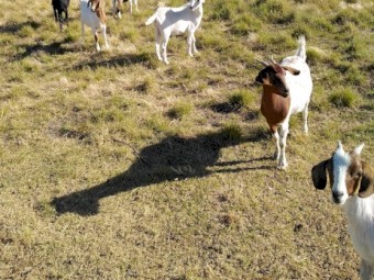 16 Boer Cross Does 8 months - 2.5 yrs 