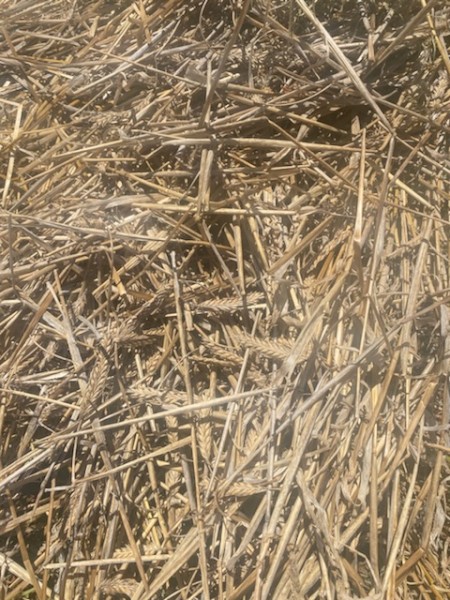 Barley Hay 525kg 8x4x3 Bales