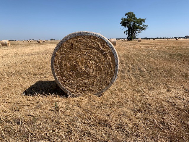 500 Round Bales Trailed Wheaten Straw 5x4 (New season)