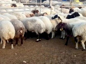 Awassi and Gissar sheep (Fat Tail) for sale.