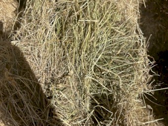 Pasture Hay 8x4x3 Bales (New Season 22/23)
