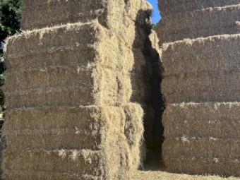 Pasture Hay 8x4x3 Bales (New Season 22/23)