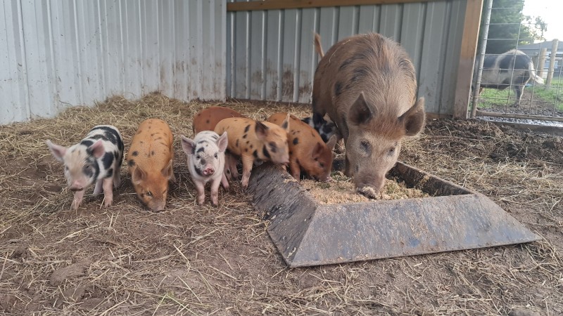 Aus  Mini Pigs