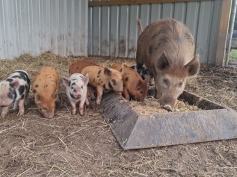 Aus  Mini Pigs