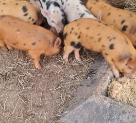 Aus  Mini Pigs