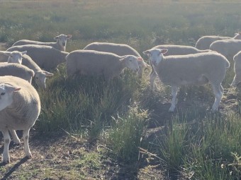 14 x Registered White Suffolk Ewes
