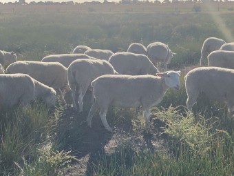 14 x Registered White Suffolk Ewes