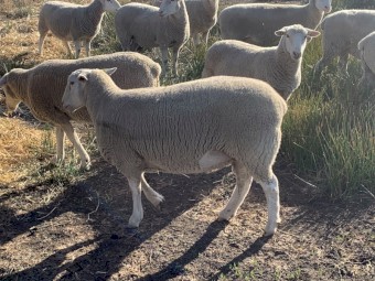 14 x Registered White Suffolk Ewes