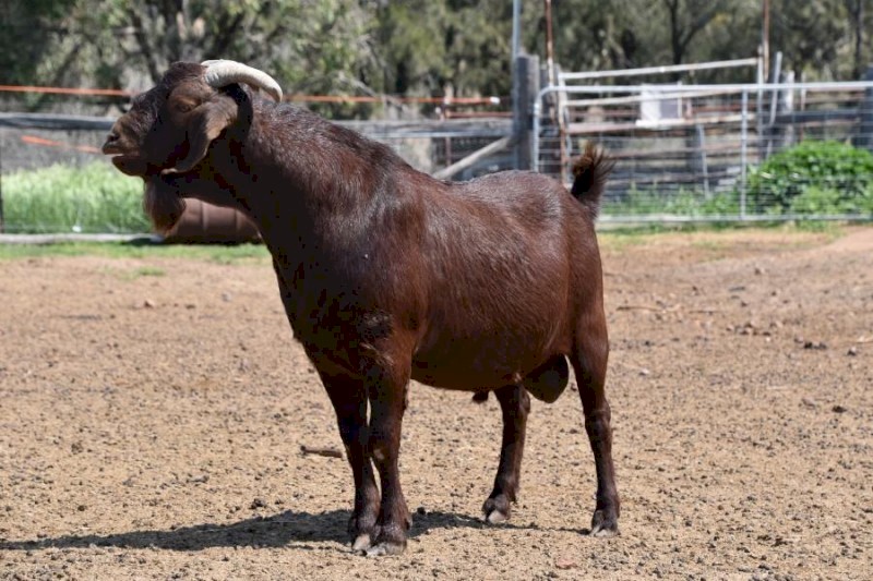FULL BLOOD KRGSA Registered Kalahari Red Buck COCHISE