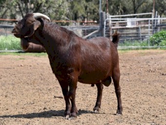 FULL BLOOD KRGSA Registered Kalahari Red Buck COCHISE