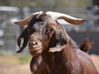 FULL BLOOD KRGSA Registered Kalahari Red Buck COCHISE
