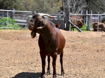 FULL BLOOD KRGSA Registered Kalahari Red Buck COCHISE