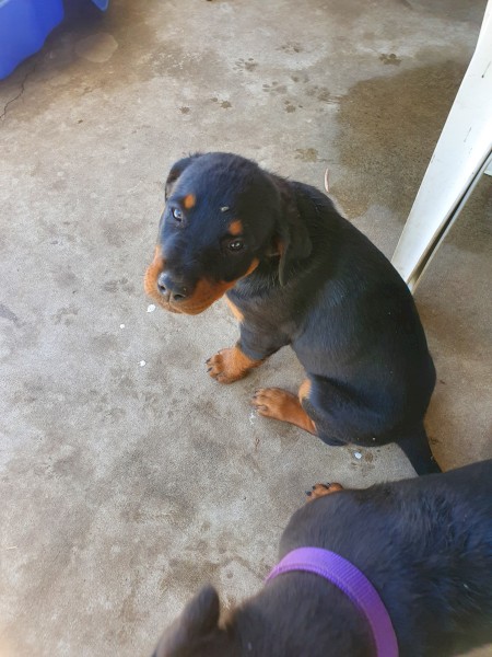 Purebred rottweiler puppies 