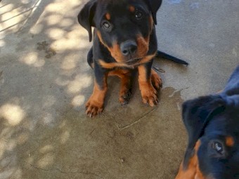 Purebred rottweiler puppies 