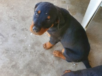 Purebred rottweiler puppies 