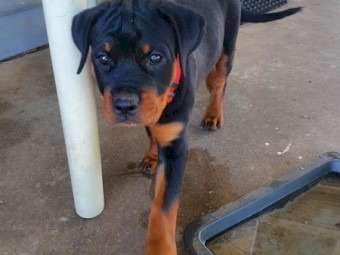 Purebred rottweiler puppies 