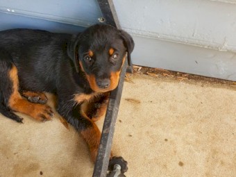 Purebred rottweiler puppies 