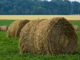 WANTED Spoiled Hay and Straw (Any Type, Any Quantity, Free to Good Home)