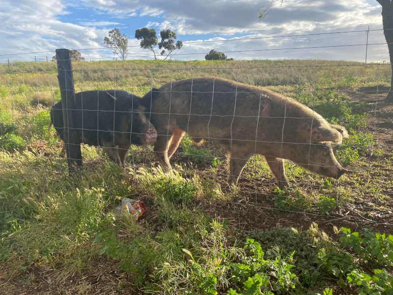 Berkshire Cross Piglets 
