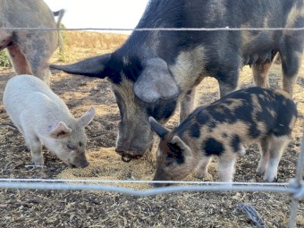 Berkshire Cross Piglets 