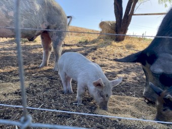 Berkshire Cross Piglets 
