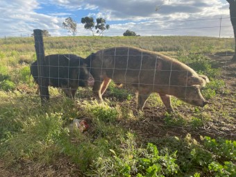 Berkshire Cross Piglets 