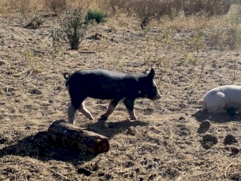 Berkshire Cross Piglets 