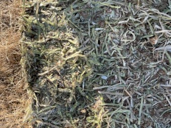 200mt Balansa Hay 500 kg 8x4x3 Bales