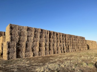 200mt Balansa Hay 500 kg 8x4x3 Bales