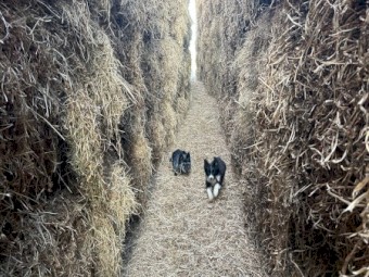 200mt Balansa Hay 500 kg 8x4x3 Bales