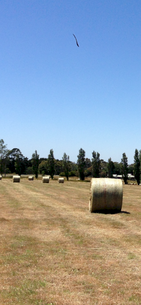 Pasture Hay from Romsey   Round Bales