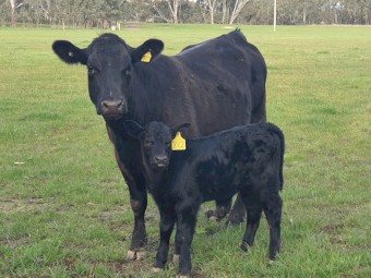 WANTED Medium-Long Term Lease