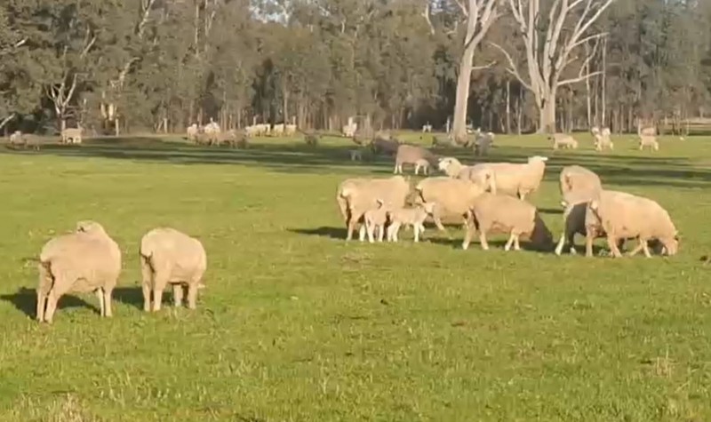 WANTED Agistment or Long Term Lease