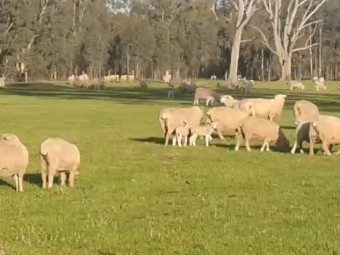 WANTED Agistment or Long Term Lease