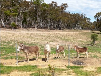 Donkeys 