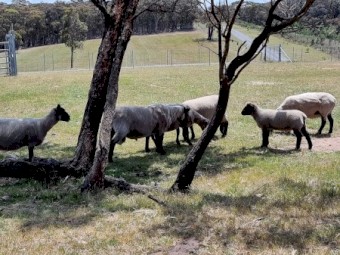 Black face Suffolk sheep