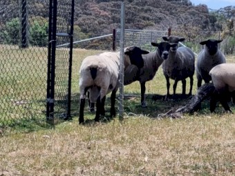 Black face Suffolk sheep