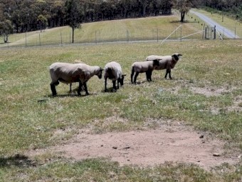 Black face Suffolk sheep